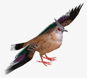 Crested Pigeon - Wiki