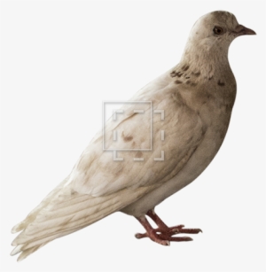 Pigeon - Northern Mockingbird