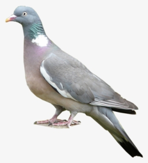 Common Woodpigeon - Stock Dove