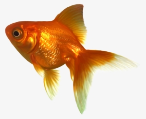 Gold Fish Clip Art