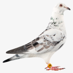 'lady Luck' Bred By Leekns Hermans From Their Super - Racing Pigeon Png