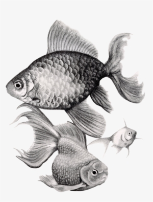Goldfish Spiral Notebook For Png Library - Realistic Drawing Of Goldfish