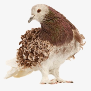 Learn About More Fancy Pigeon Breeds Click Here - Frillback Pigeons