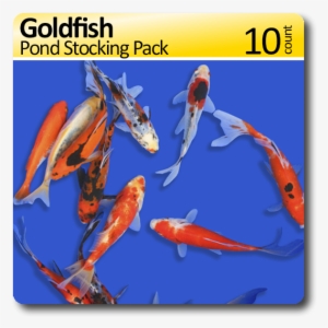 Goldfish Pond Stocking 10 Pack Free Shipping - Koi