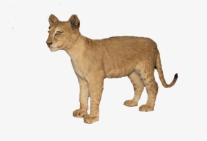 Clip Art Free Brown Full Mount Bl Pan African Art - Baby Lion Transparent