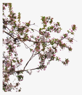 Beautiful High Definition Close Up Peach Tree Peach - Hausmodelle