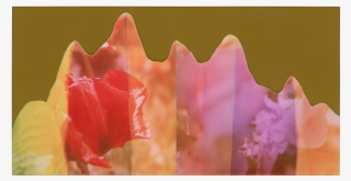 Red Poppy And Purple Iris,