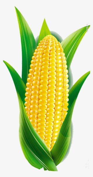 Maize Transprent Free Download - Maize Cartoon