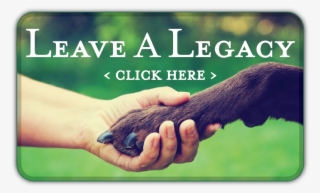 Create - Animal Companionship