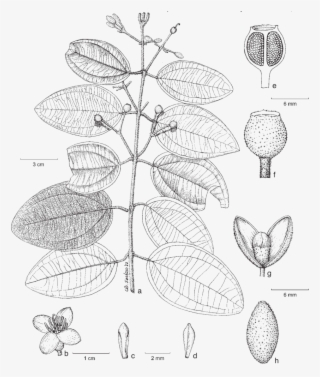 Habit - B - Flower - C, D - Stamen In Flower Bud - - Drawing