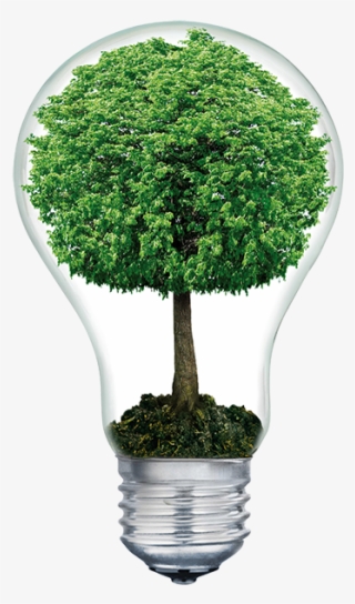 Do You Have Old Computer Technology - Light Bulb With Tree Inside Transparent