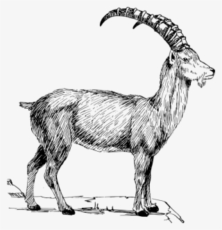 Alpine Goat Alpine Ibex Sheep Caprinae Mountain Goat - Wild Goat Clip Art
