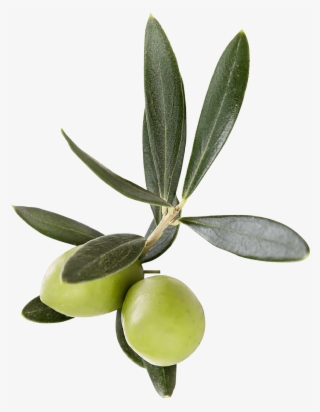 Finishing Touches - Transparent Olive Leaves Png