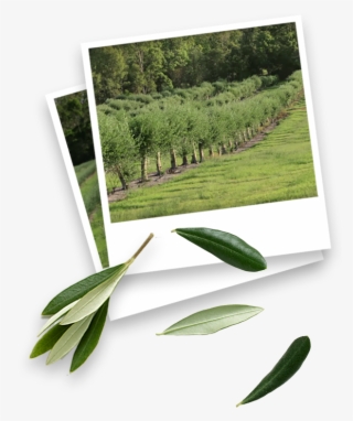 More Research Is In The Pipeline - Grass