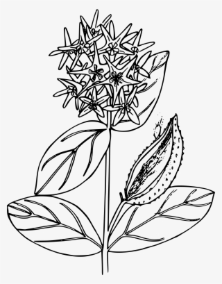 This Free Icons Png Design Of Snowy Milkweed