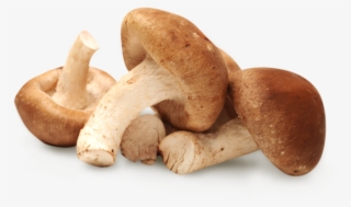 Shiitake Mushroom 01 - Shiitake Mushroom Png