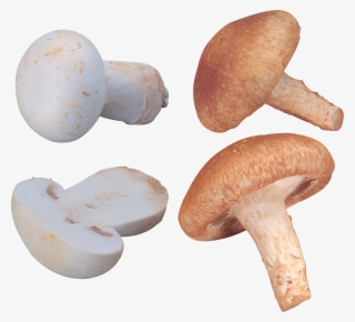 Shiitake Mushroom Png