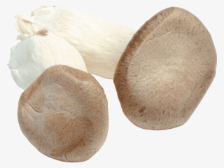 Best White Mushroom Png