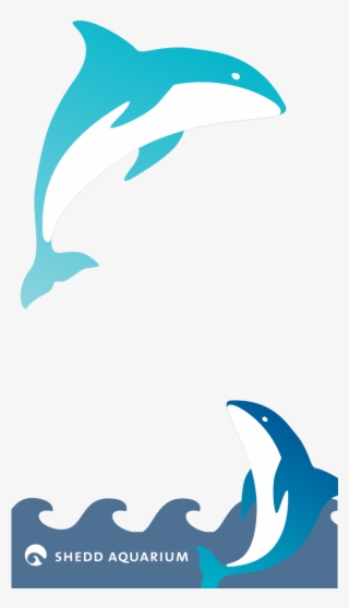 Clipart Rainbow Dolphin - Shedd Aquarium