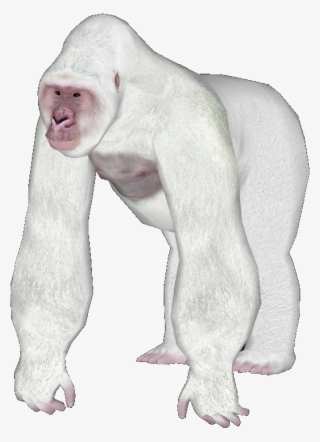 Gorilla5 - Dog Licks