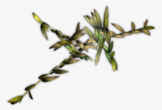 Bamboo Jcd H 06 Feb 2009 - Twig