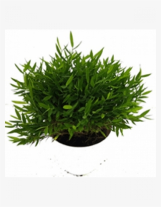 153304325873267956 Pogonatherum Paniceum Dwarf Bamboo - Baby Bamboo