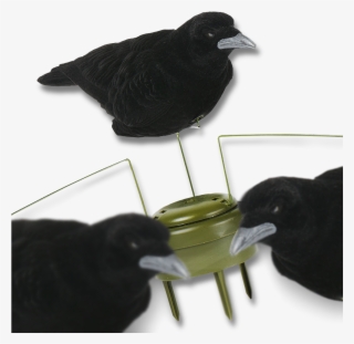 Image Of The Lucky Duck Triple Play Motion Crows - Triple Play Resort Hotel & Suites