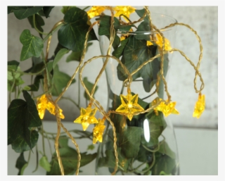Light Chain Starz - Caesalpinia