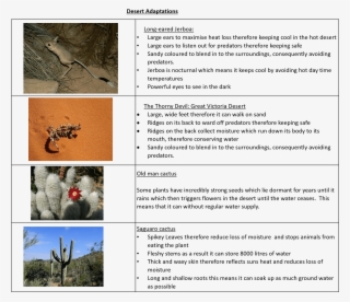 Portable Network Graphics