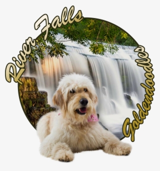 Goldendoodle Season - Companion Dog