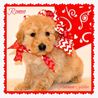 Goldendoodle Puppies Www - Companion Dog