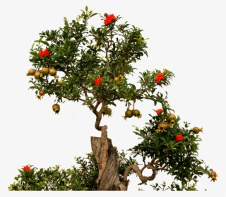Fruit Root Green - Free Pomegranate Tree Png