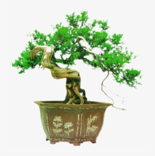 Chinese Garden Podocarpus Macrophyllus Potted - 盆景