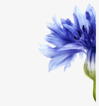 This Plant-based Pigment Reduces Yellowing And Provides - Василек Акварелью