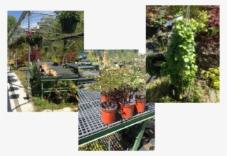 We Have Flowers, Bushes, And Trees - Colorado Spruce