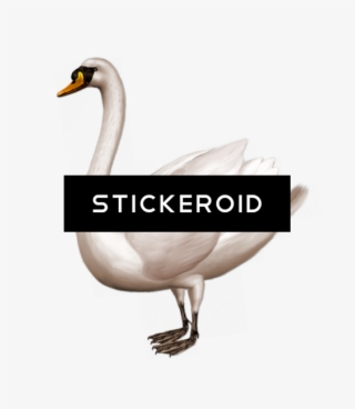 Black Swan - Swan Png
