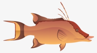 Hogfish