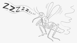 Mosquitoes Produce Very Specific Buzzing Sounds, Or - Line Art