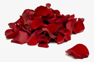 Falling Rose Petals Transparent Background - Rose Petals