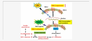 Schematic Illustration Of The Proposed Mechanism For - Common Fig