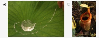 Carnivorous Plants Inspire Novel Liquid Repellent Surfaces
