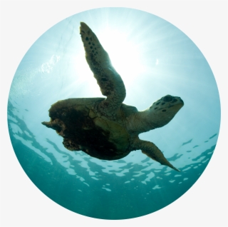 Dino's Dynamos - Super Survivors - Workshop