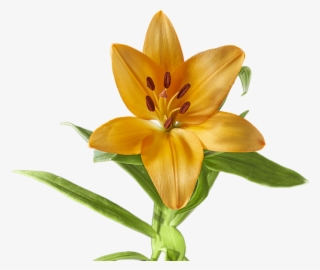 Lily, Flower, Yellow, Blossom, Bloom, Blossomed, Plant - Hình Ảnh Hoa Ly