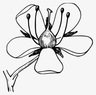 Coro Clip Art Download - Bloom Clipart Black And White