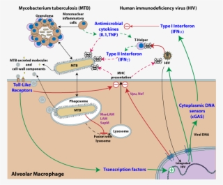 Pathway Activation Is Represented By Green Arrows, - Hiv Infects Macrophages
