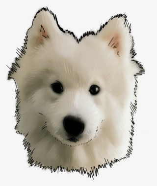 67 Why Are You A Samoyed - Samoyed Dog