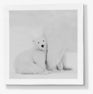 00 Porcelain Panel - Polar Bear