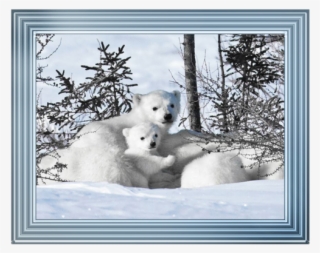 Winter Cubs - 24x18 Photographic Print:photographic Print Mother