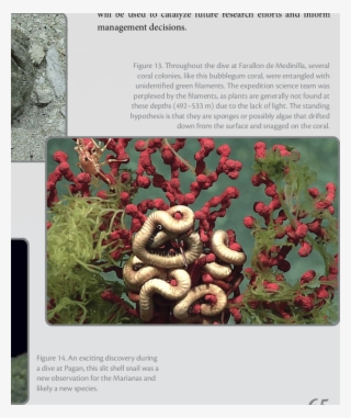 One Of The Many Rudist Fossils Observed At Subducting - Subduction