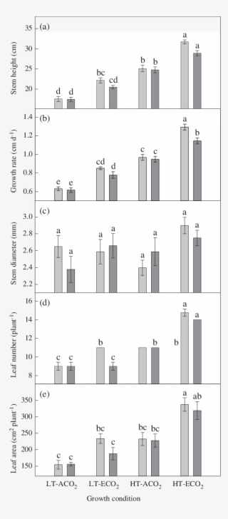 Growth Of One Month Old Mung Bean Plants - Architecture